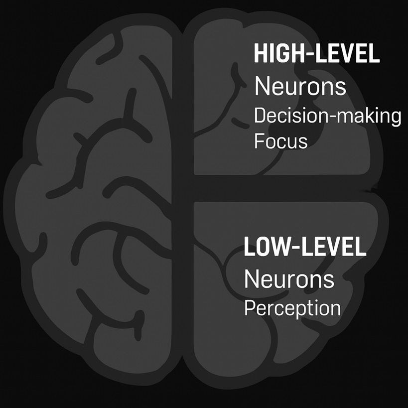 High-Level and Low-Level Neurons Brain Diagram